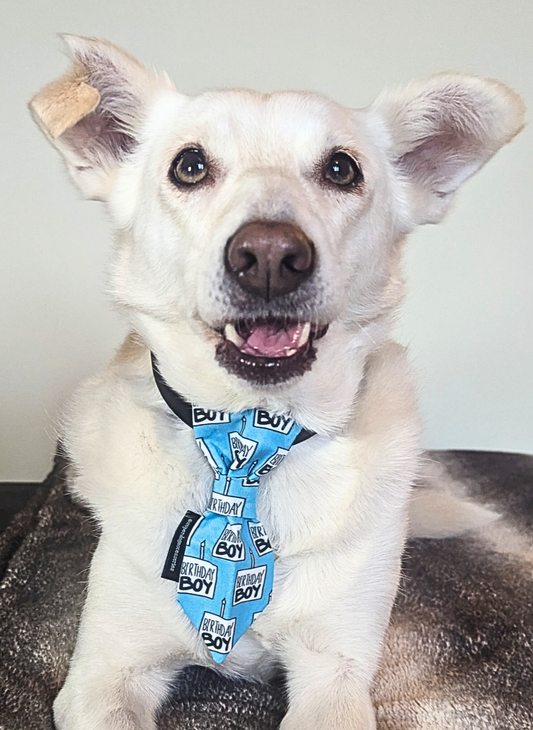 Birthday Boy Dog Slip On Necktie