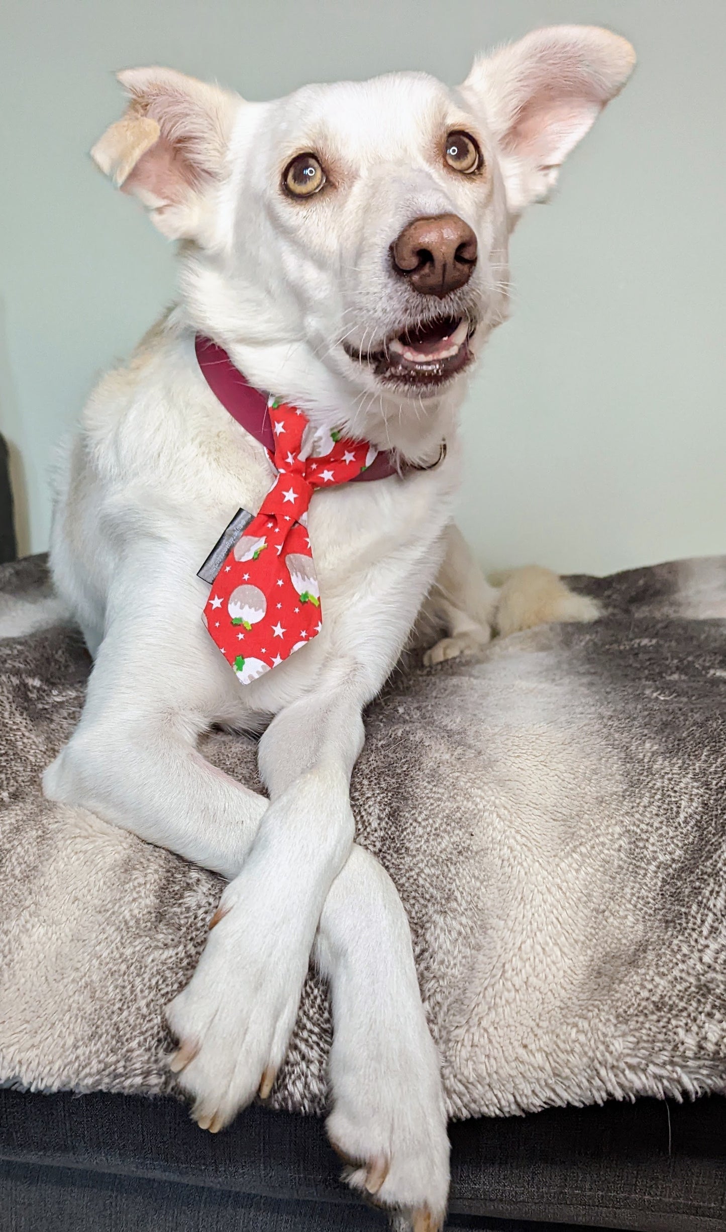 Christmas Pudding Dog Slip On Necktie