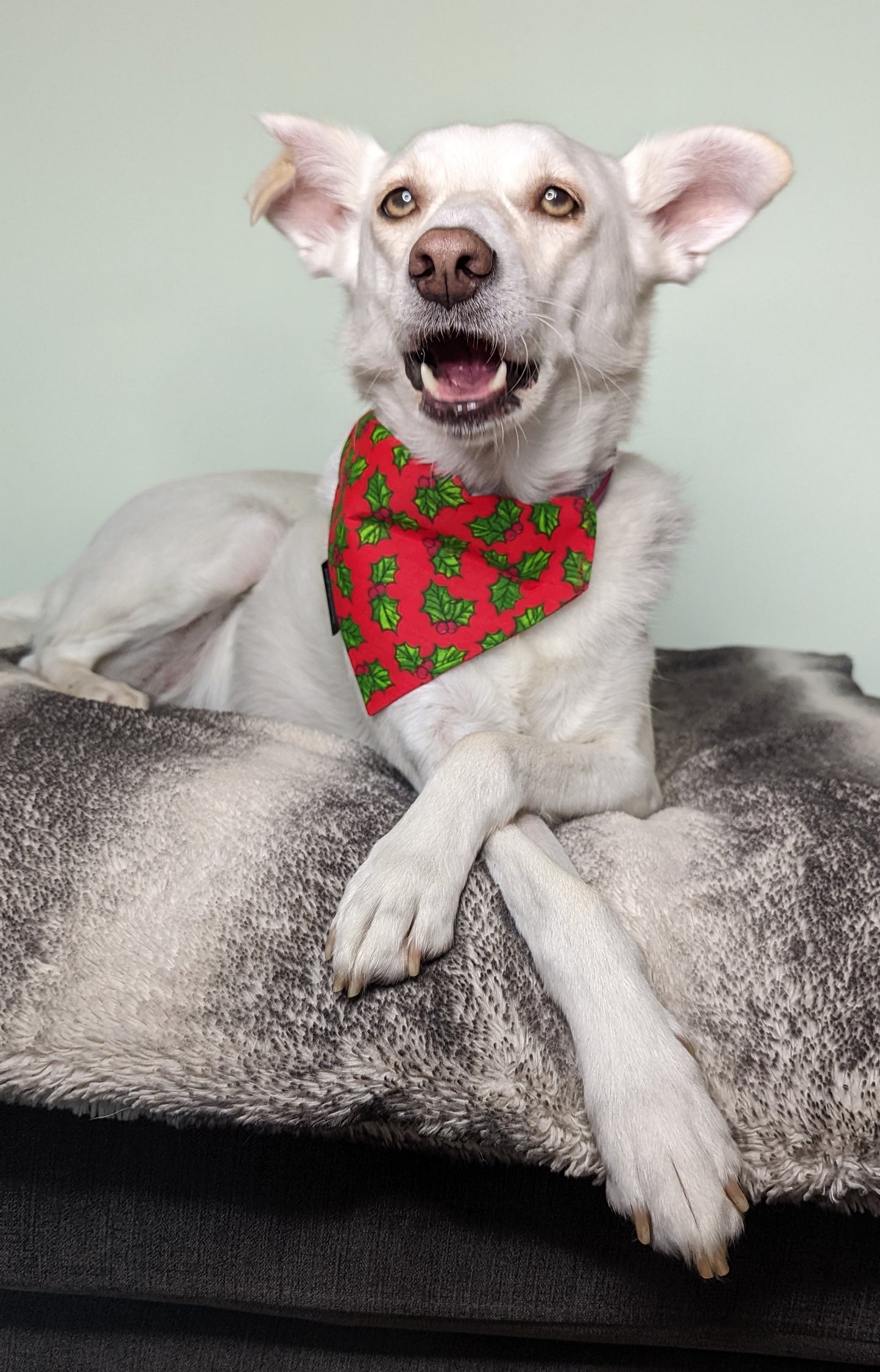 Christmas Red Holly Dog/Cat Slip On Bandana