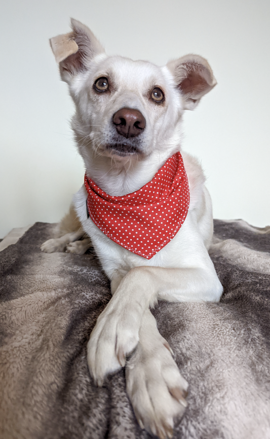 Red White Polka Dot Dog Bandana | Scarf Tie On Bandana