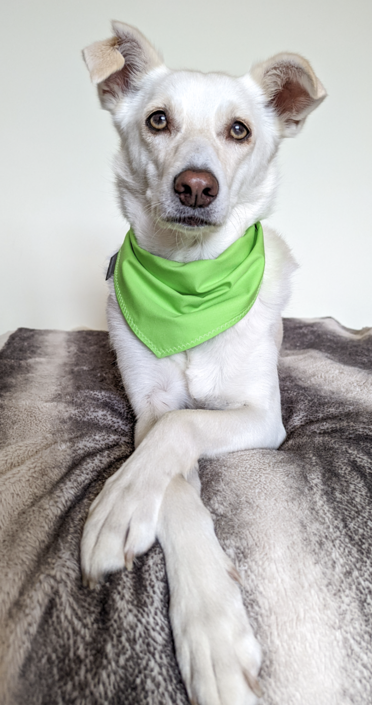 Green Dog Bandana | Scarf Tie On Bandana