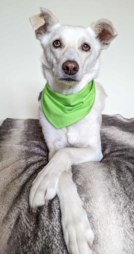 Green Dog Bandana | Scarf Tie On Bandana