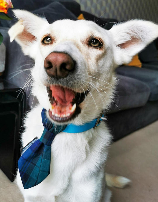 Green and Blue Tartan Dog Slip On Necktie
