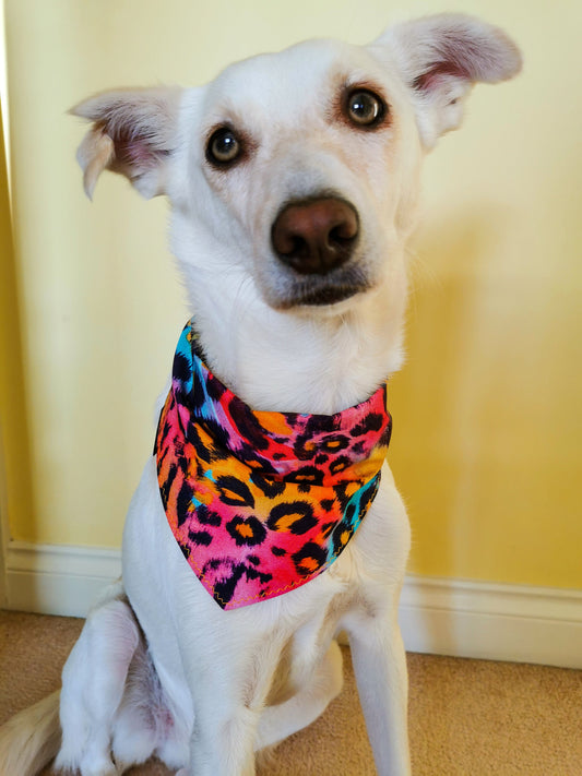 Colourful Leopard Print Bandana | Scarf Tie On Dog Bandana