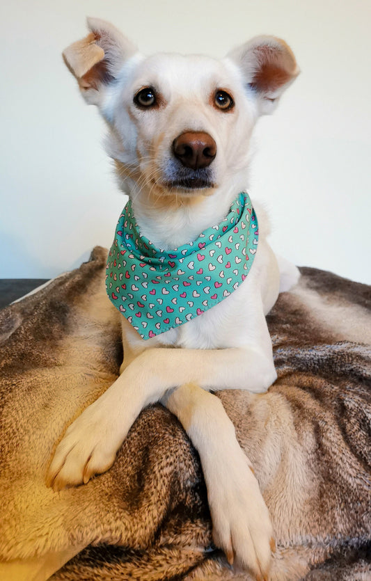 Cute Heart Valentines Bandana | Scarf Tie On Dog Bandana