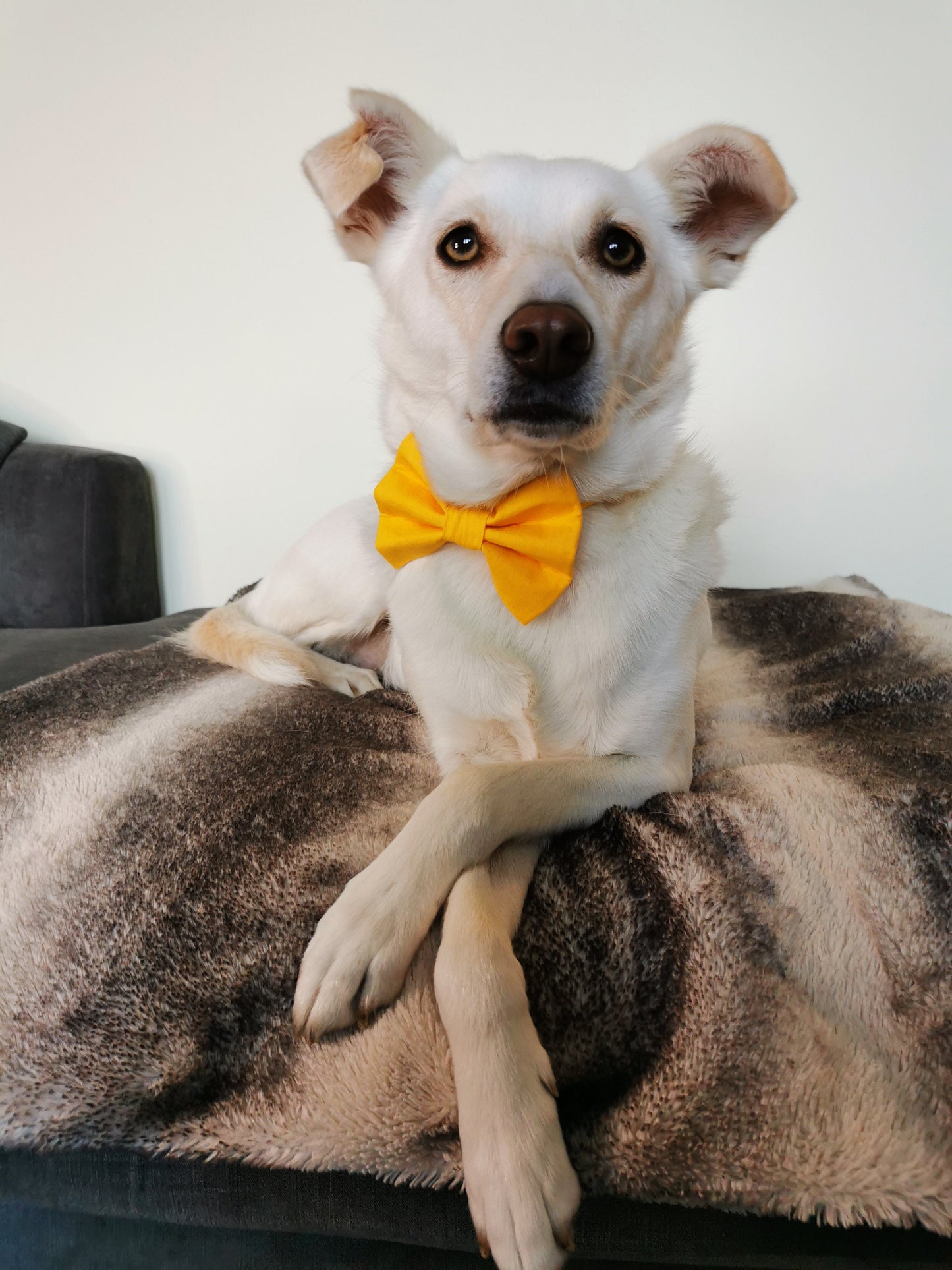 Yellow Pet Bowtie