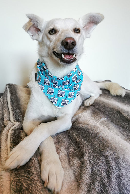 Blue Birthday Boy Bandana | Scarf Tie On Dog Bandana