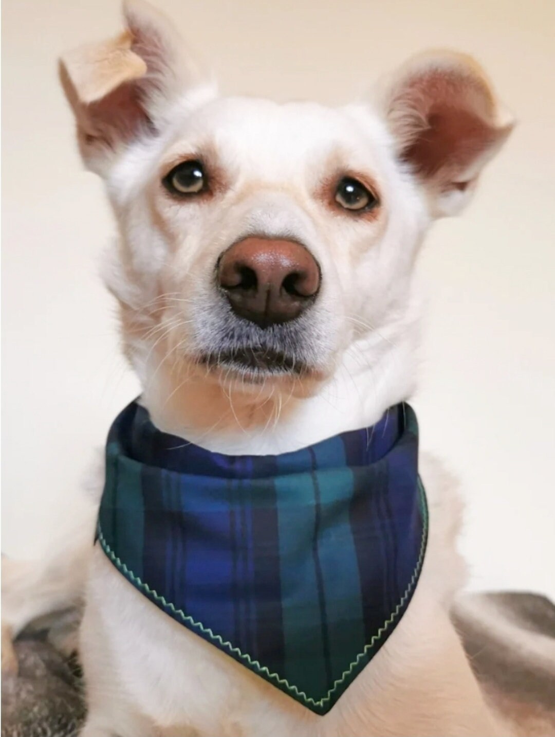Green Blue Tartan Bandana | Scarf Tie On Dog Bandana