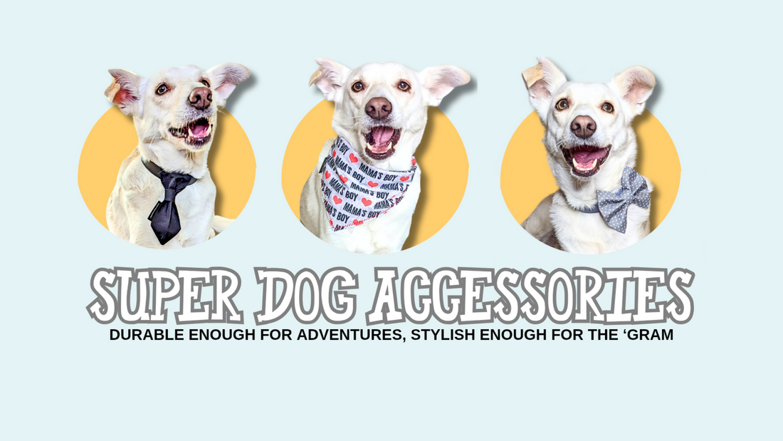 How to Build Confidence in Nervous Dogs (And Help Them Enjoy Spring Again)