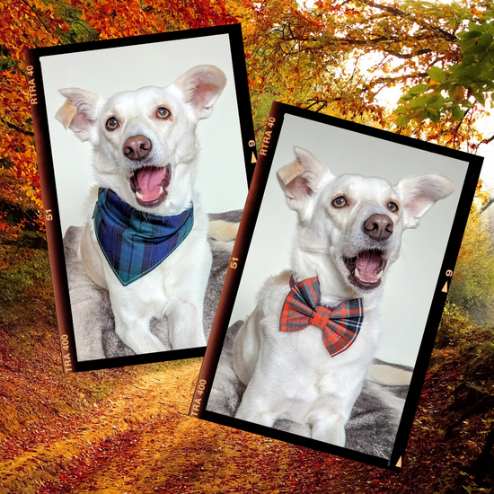 Shop for dog sales accessories