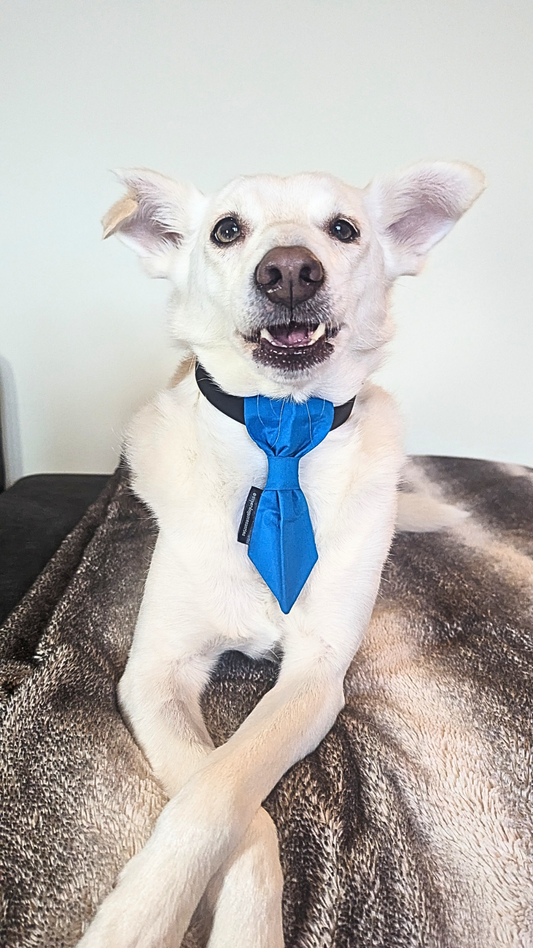 Plain Blue Dog Slip On Necktie
