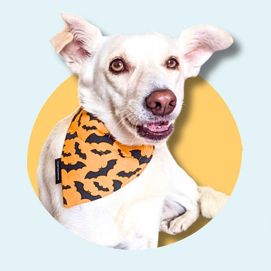 Orange Bat Halloween Dog/Cat Slip On Bandana