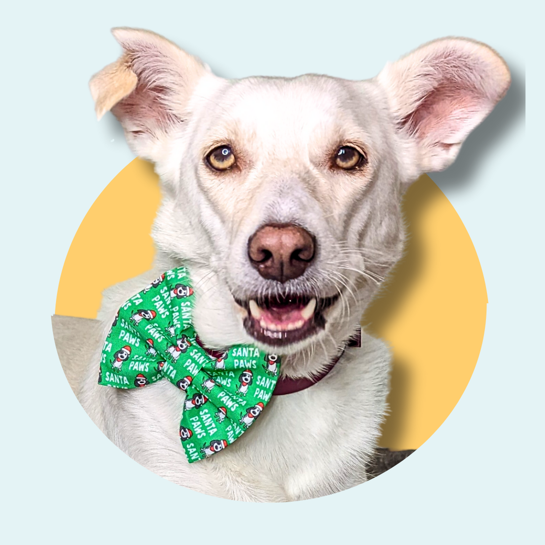 Christmas Santa Paws Pet Bowtie