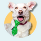 Christmas Naughty or Nice Dog Slip On Necktie