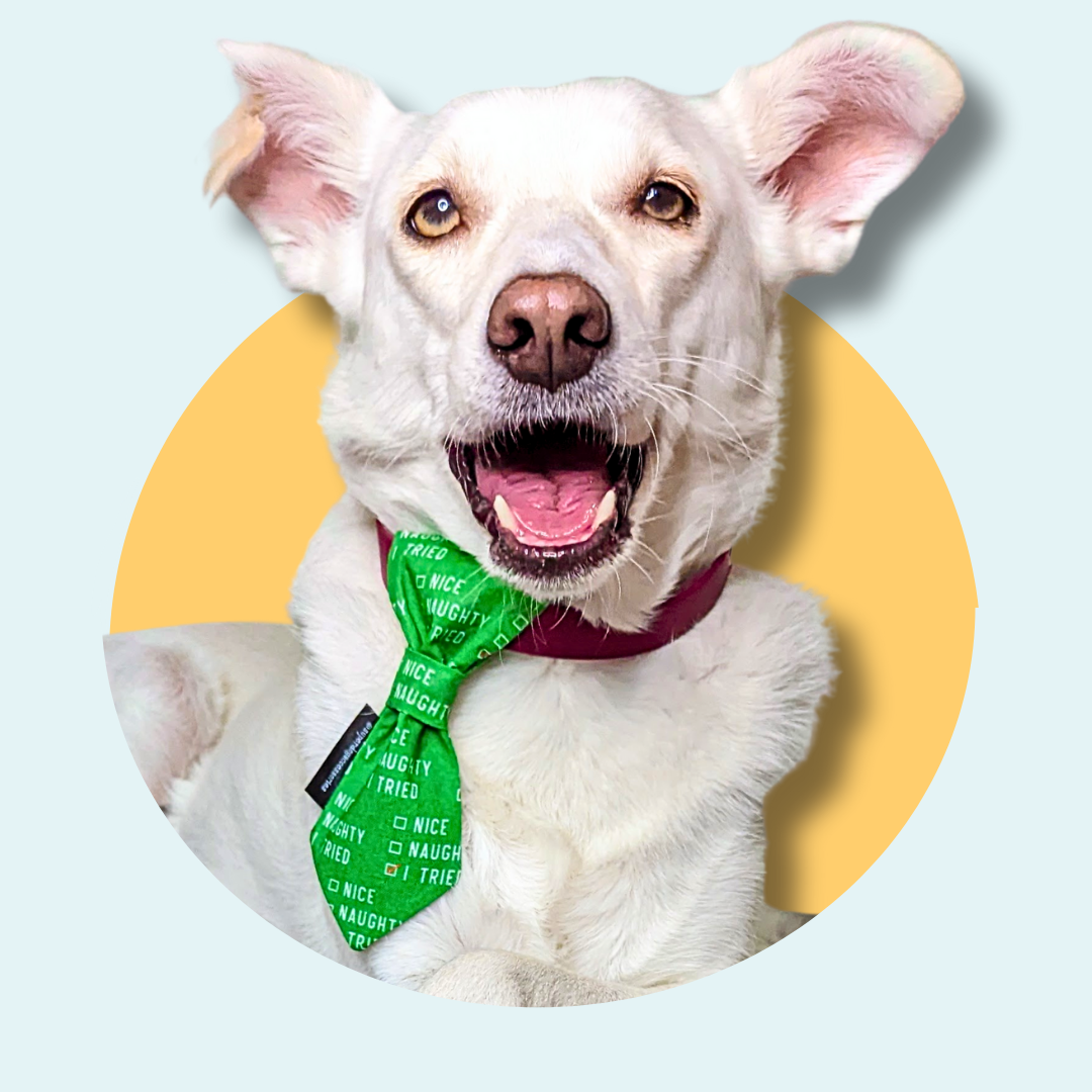 Christmas Naughty or Nice Dog Slip On Necktie