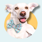Christmas Coffee & Doughnuts Pet Bowtie