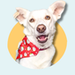 Christmas Pudding Dog/Cat Slip On Bandana