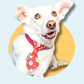 Christmas Pudding Dog Slip On Necktie