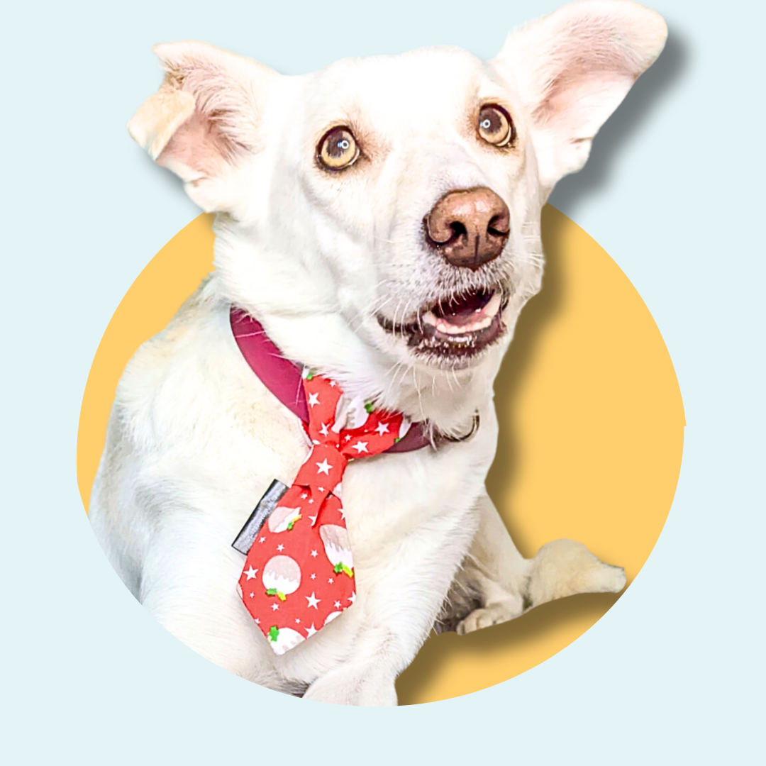 Christmas Pudding Dog Slip On Necktie
