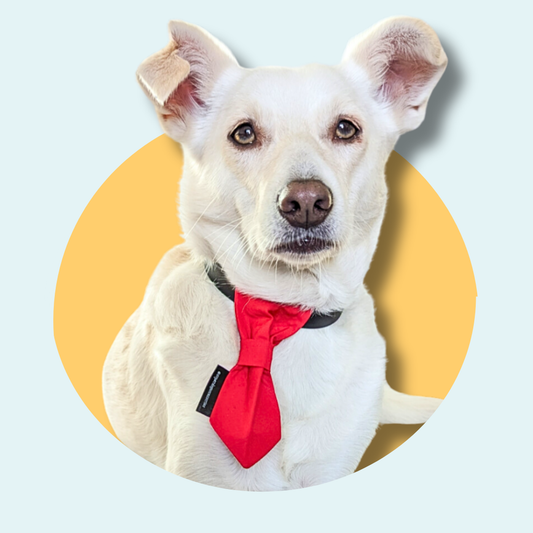 Plain Red Dog Slip On Necktie