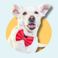 Red Pet Bowtie