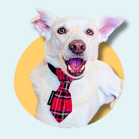 Red Tartan Dog Slip On Necktie