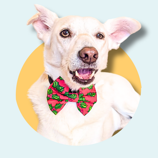 Christmas Red Holly Pet Bowtie