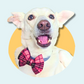 Pink Tartan Gold Lurex Pet Bowtie
