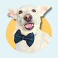 Green & Blue Tartan Pet Bowtie