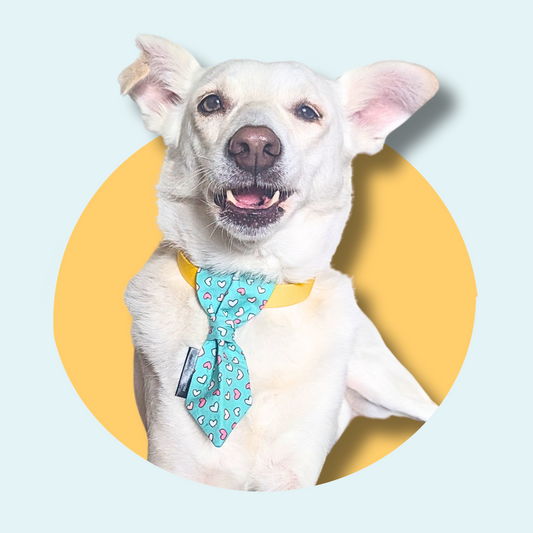 Mint Green Heart Dog Slip On Necktie