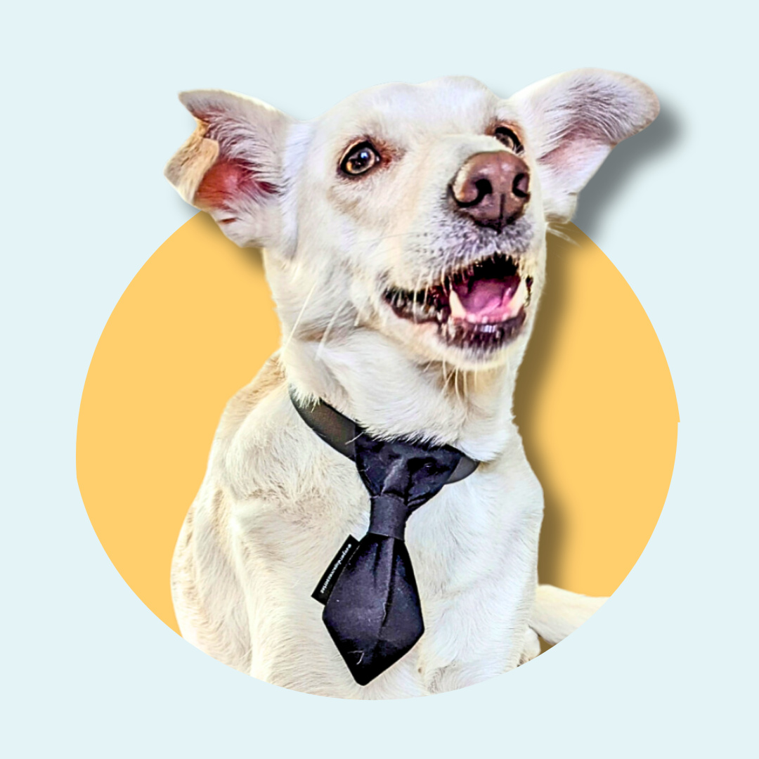 Black Slip On Necktie