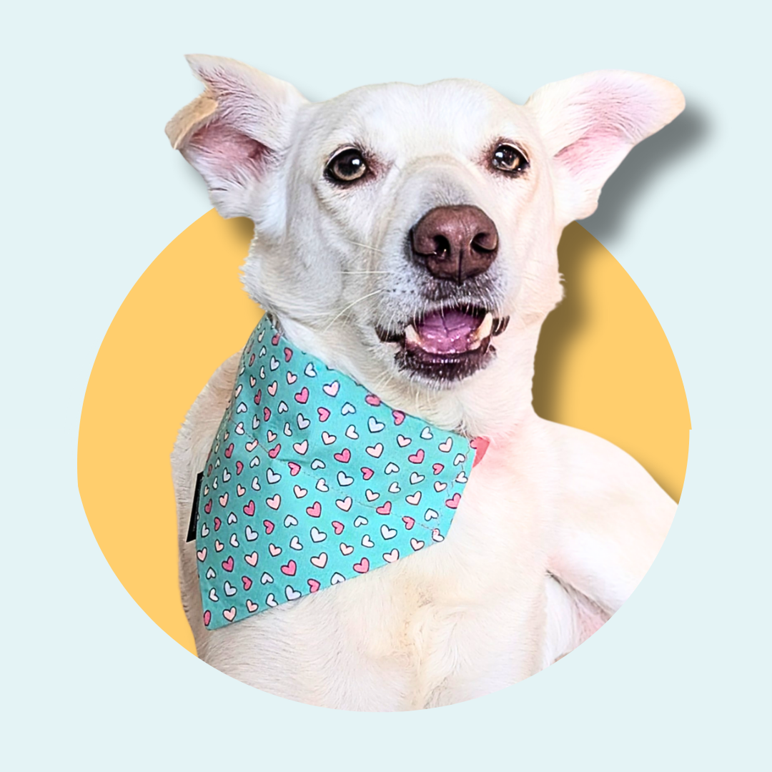 Cute Heart Valentine's Dog/Cat Bandana