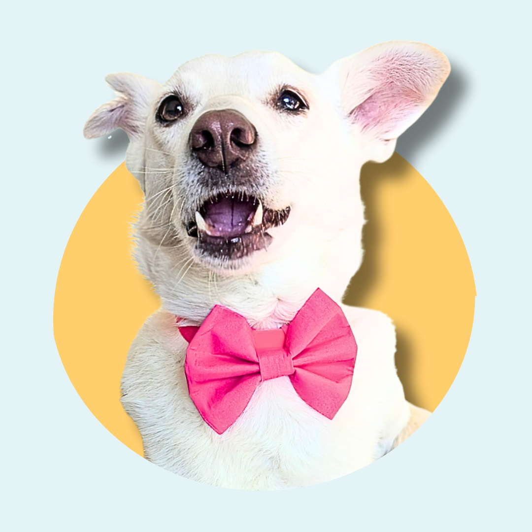 Pink Pet Bowtie