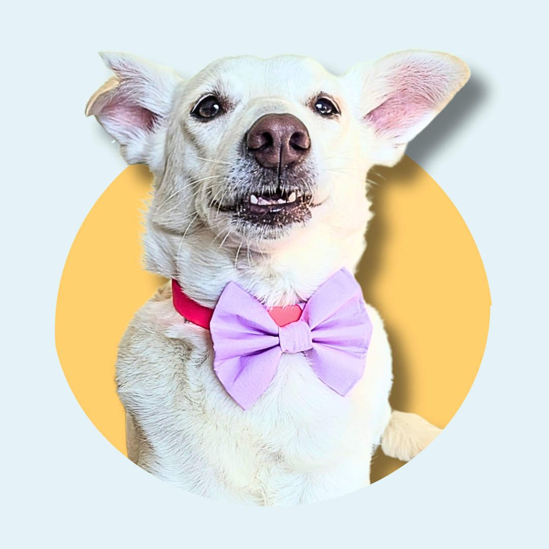 Lilac Pet Bowtie