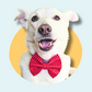 Red Spotty Red Pet Bowtie