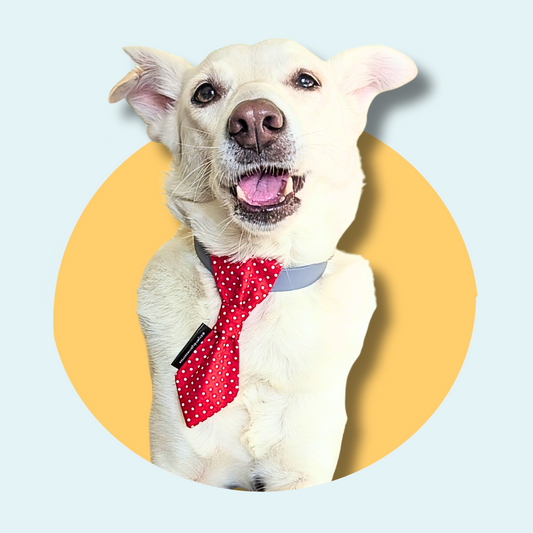 Red Spotty Dog Slip On Necktie