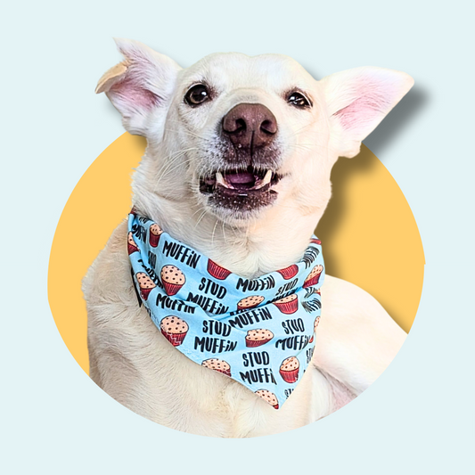 Stud Muffin Dog Bandana | Scarf Tie On Bandana