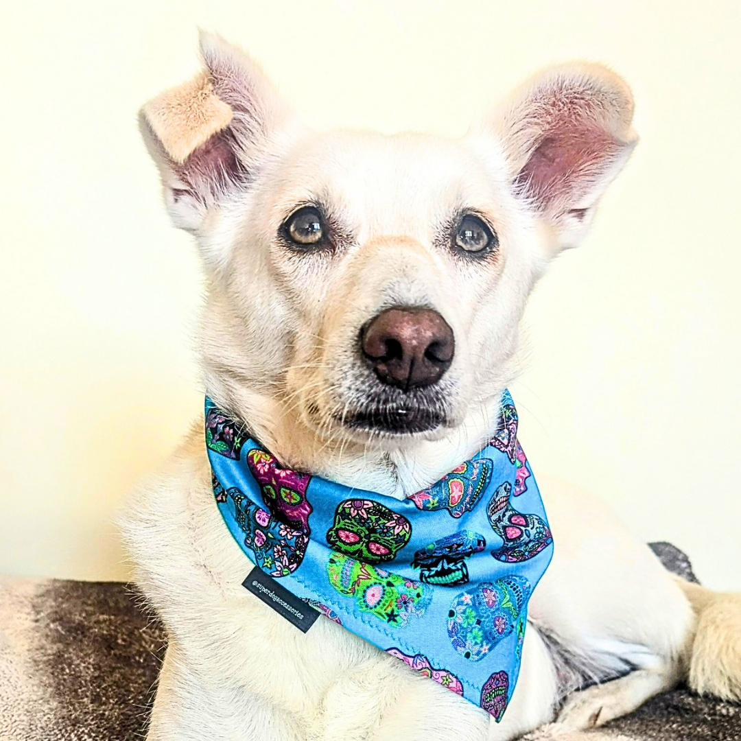 Sugar Skull Dog Bandana | Scarf Tie On Bandana