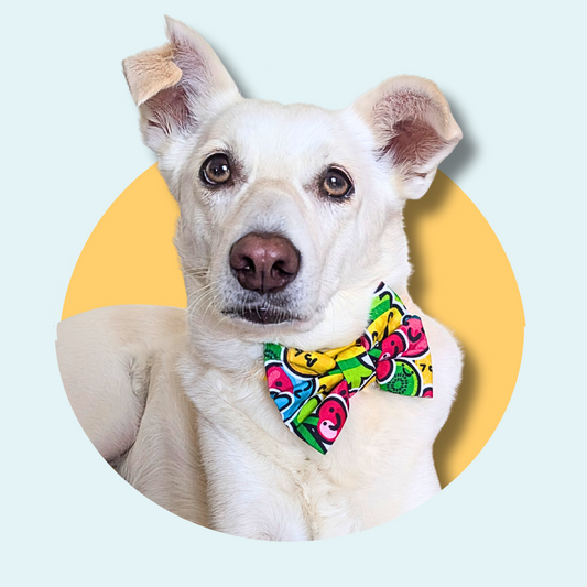 Kawaii Fruit Dog Bow Tie
