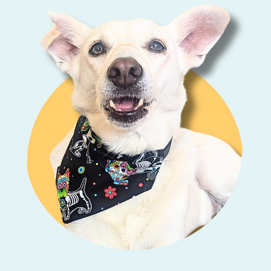 Dog Skeleton Halloween Dog/Cat Slip On Bandana