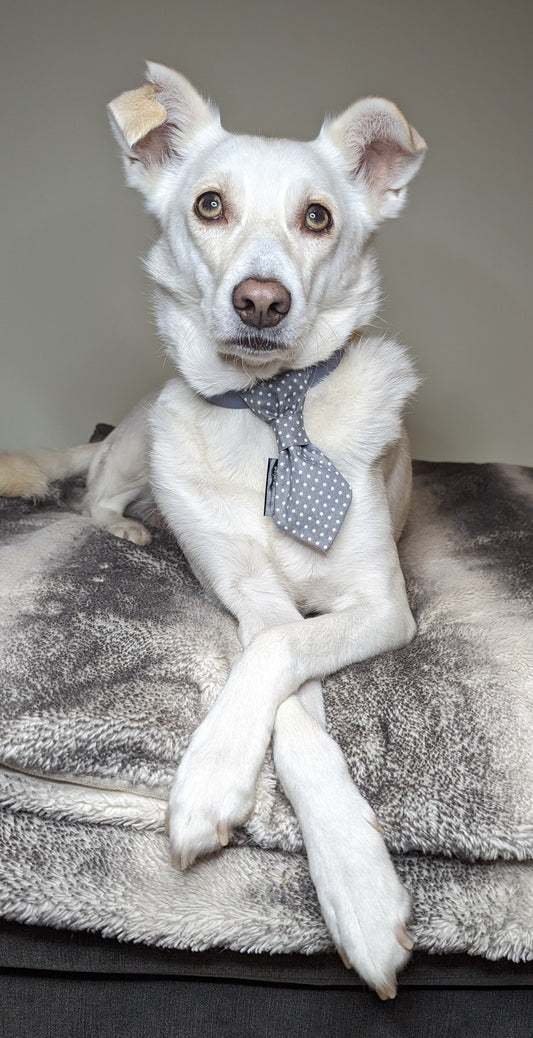 Grey Spotty Dog Slip On Necktie