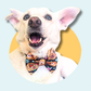 Halloween Pumpkin Pet Bowtie