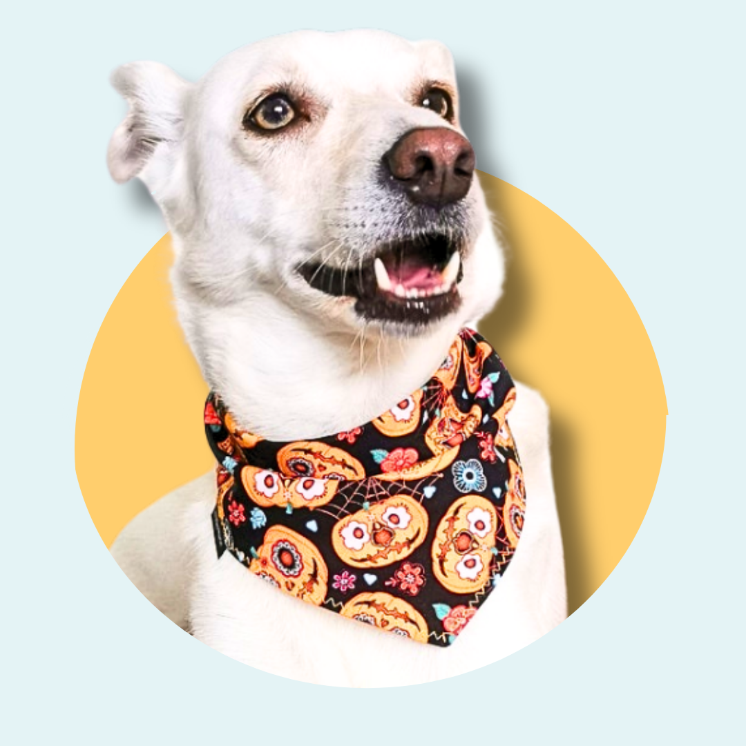 Pumpkin Halloween Dog Bandana | Scarf Tie On Bandana