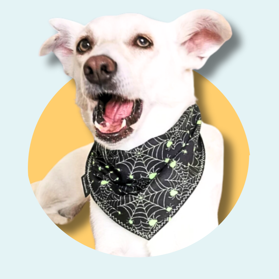 Spiderweb Dog Bandana | Scarf Tie On Bandana