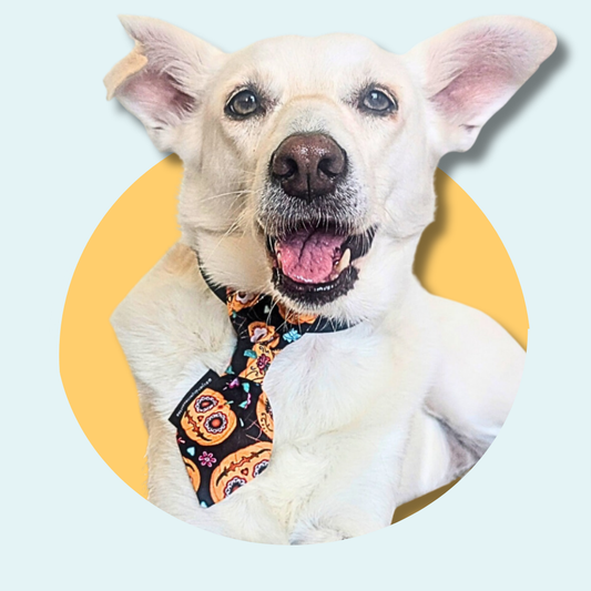 Pumpkin Halloween Dog Slip On Necktie