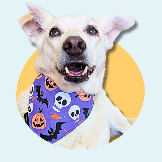 Purple Halloween Dog/Cat Slip On Bandana
