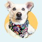 Black Sugar Skull Dog Bandana | Scarf Tie On Howloween Bandana