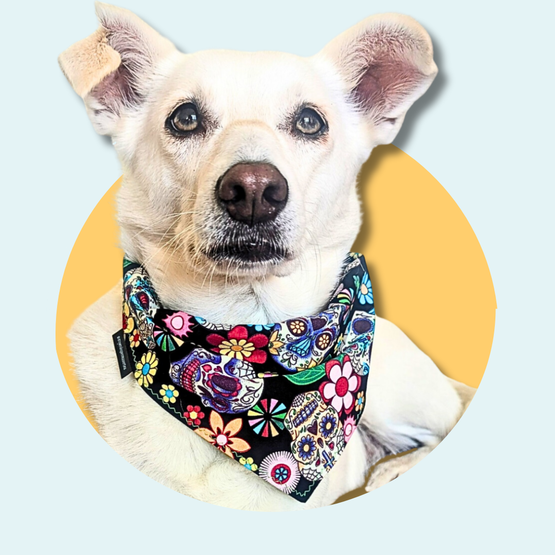 Black Sugar Skull Dog Bandana | Scarf Tie On Howloween Bandana