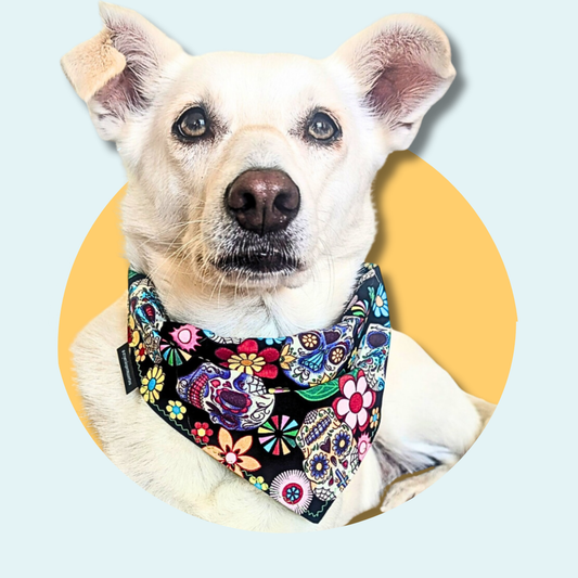 Black Sugar Skull Dog Bandana | Scarf Tie On Howloween Bandana