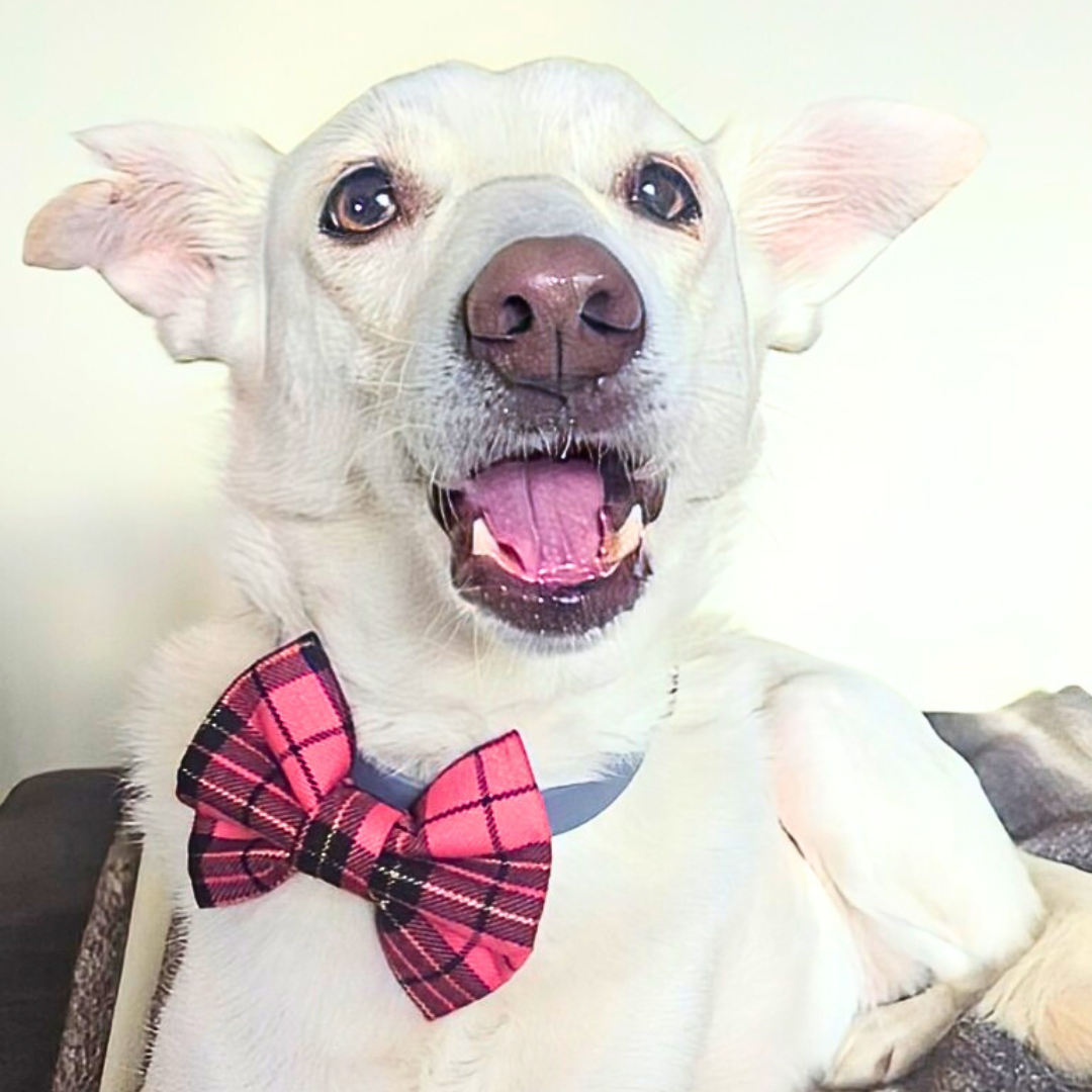 Pink Tartan Gold Lurex Pet Bowtie